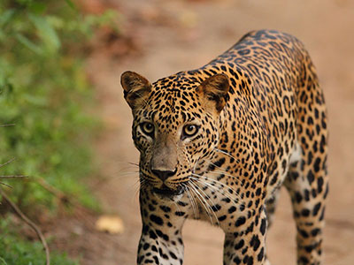 leopards-and-bird-watching-in-kumana-national-park